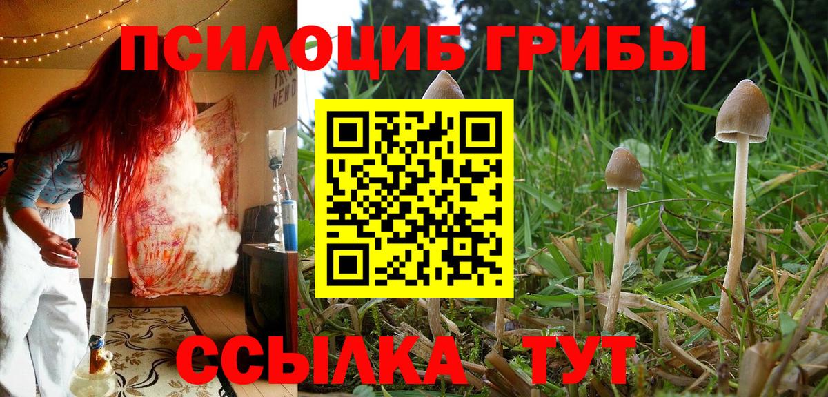 Галлюциногенные грибы Psilocybe  Кумертау 
